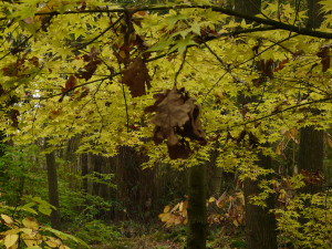 Acer palmatum Corallinum                        